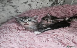 Maine Coon cats for sale: Gorgeous maincoon kittens - Image 20