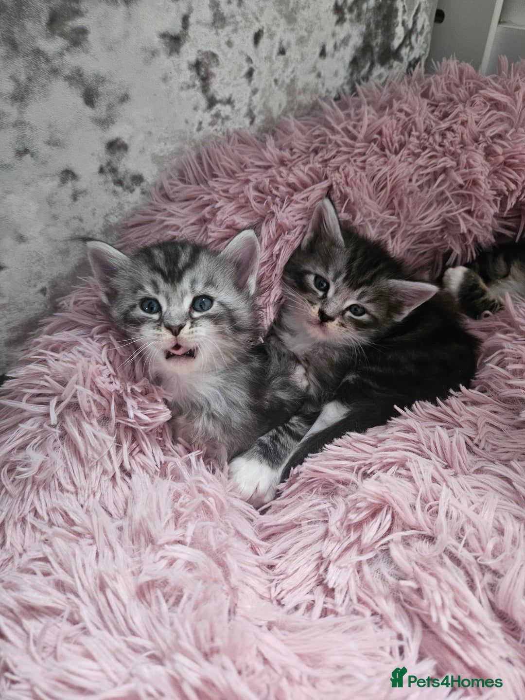 Maine Coon cats for sale: Gorgeous maincoon kittens - Image 20