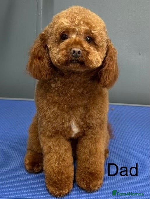 Cavapoo dogs Cavapoo puppies,health tested parents 5* licensed  - Advert 2