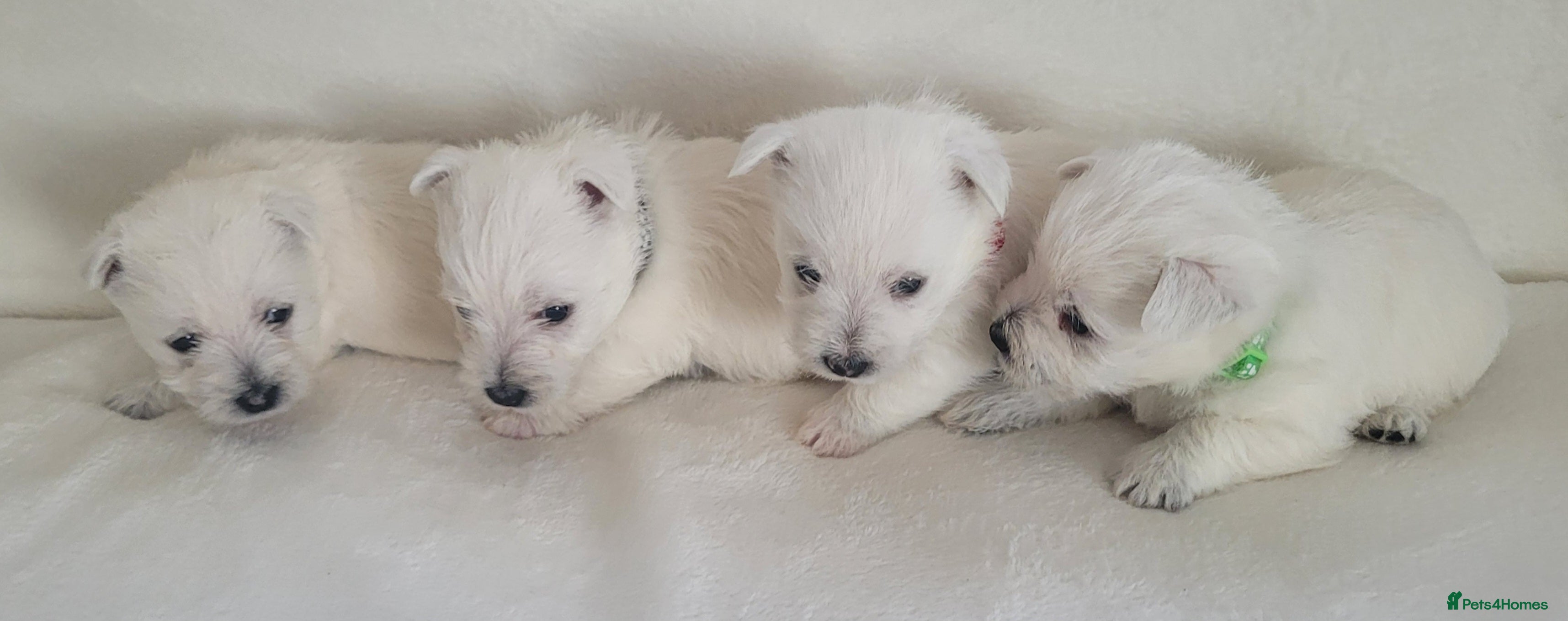 West Highland Terrier dogs KC Regist. – 3 Gorgeous Boys, Excellent Pedigree  - Advert 1