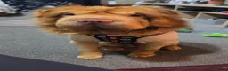 Shar Pei dogs for sale: Teddy bear coat apricot sharpei  in Gosport - Advert 2