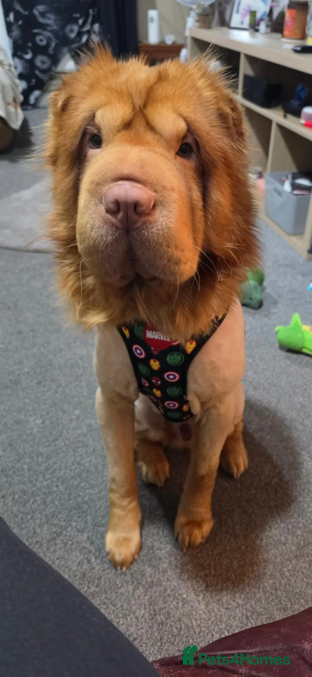Shar Pei dogs for sale: Teddy bear coat apricot sharpei  in Gosport - Advert 2
