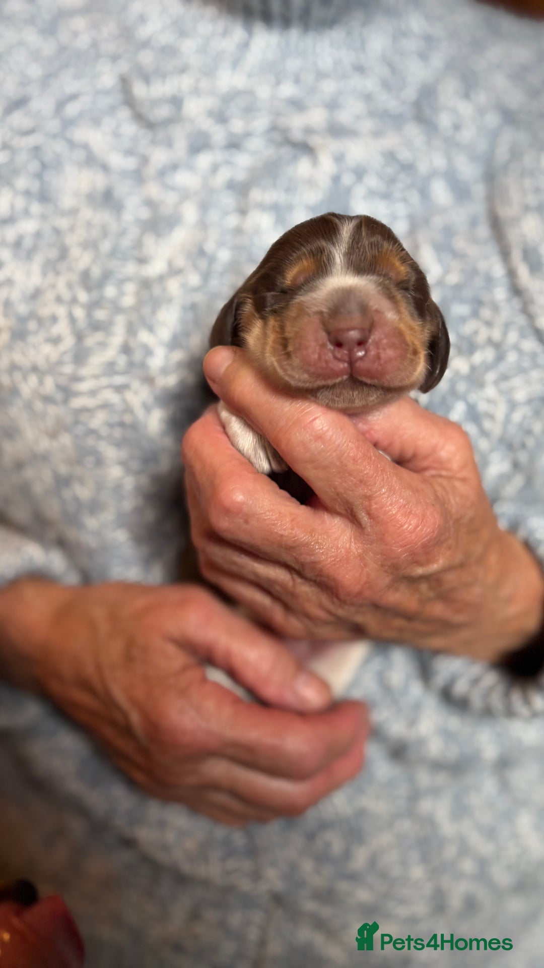 Cocker Spaniel dogs for sale: Show cocker spaniel pups  - Image 5