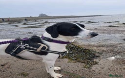 Pointer dogs for adoption: Charlie is looking for his forever home  - Image 20