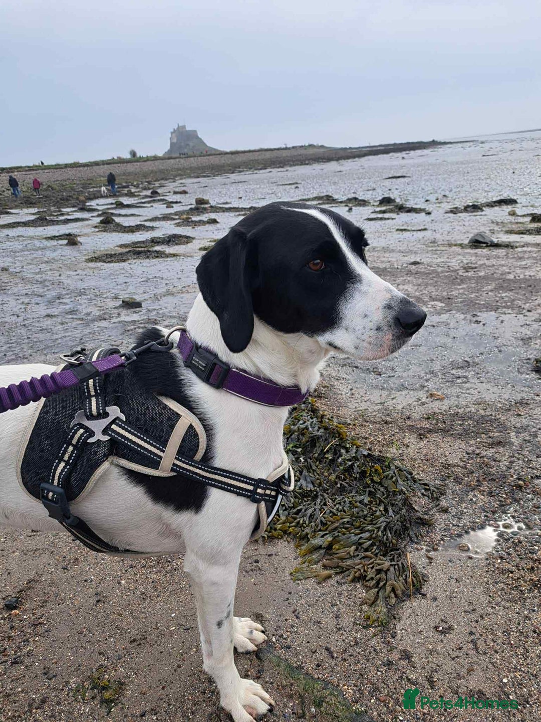 Pointer dogs for adoption: Charlie is looking for his forever home  - Image 20