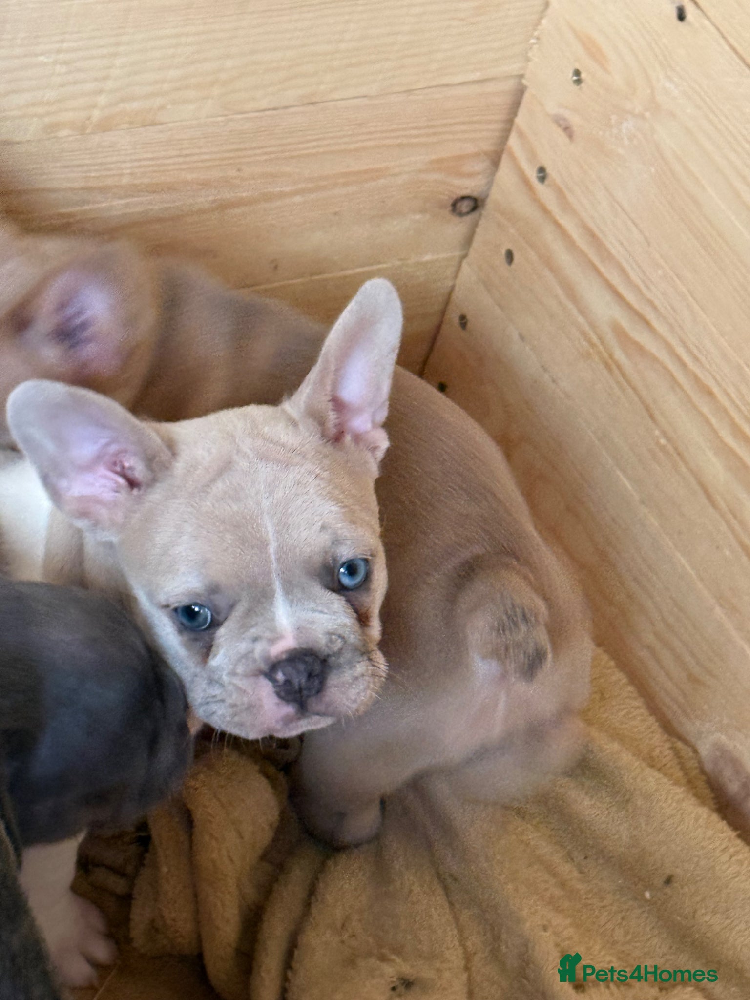 French Bulldog dogs French Bulldog Puppies 3 Female  - Advert 1