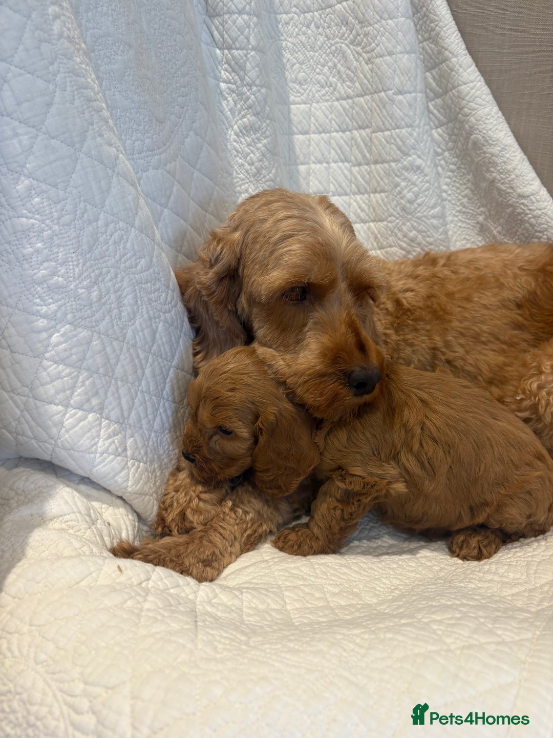 Cockapoo dogs for sale: LICENSED BREEDER quality health tested cockapoos  - Image 8