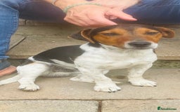 Jack Russell dogs for stud: Stud Jack Russell  - Image 5