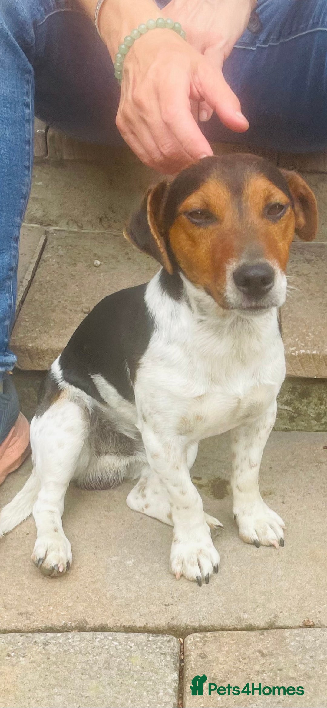 Jack Russell dogs for stud: Stud Jack Russell  - Image 5