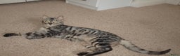 Bengal cats for sale: Stunning Silver Rosetted Bengal - Advert 5