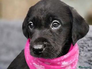 Labrador Retriever dogs *Beautiful KC, Dna clear labrador retriever pups* - Advert 8