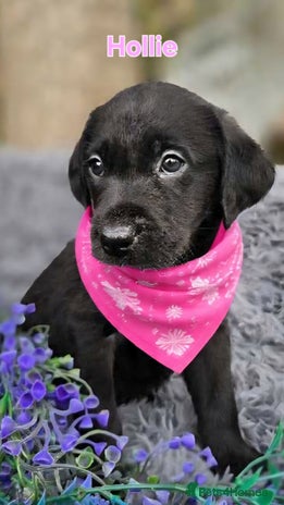 Labrador Retriever dogs *Beautiful KC, Dna clear labrador retriever pups* - Advert 6