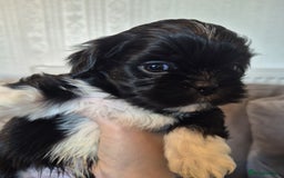 Lhasa Apso dogs for sale: Lhaso Apso Puppies  - Image 17