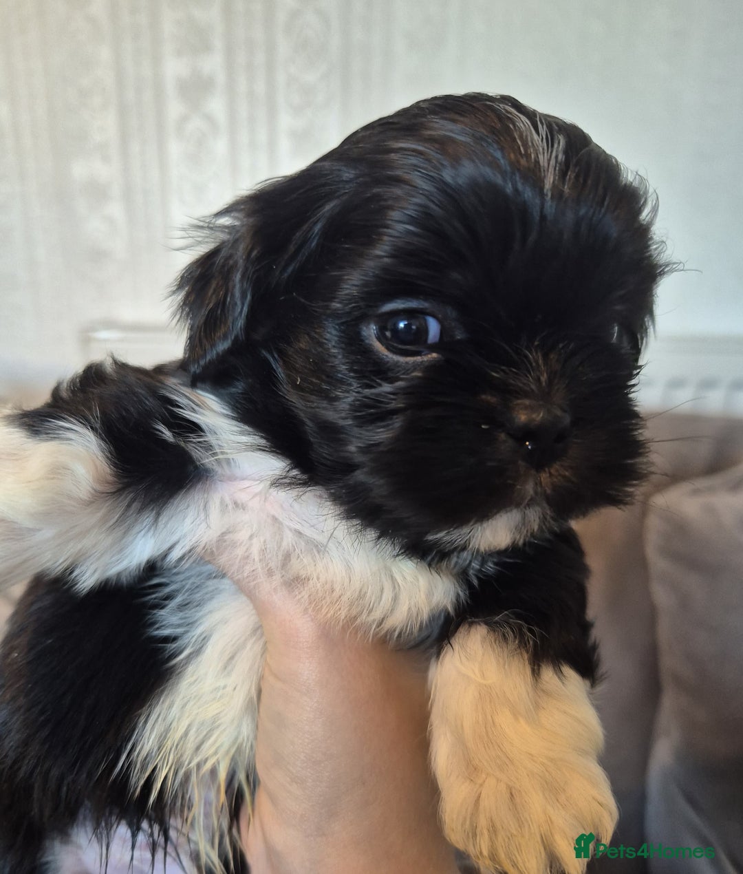 Lhasa Apso dogs for sale: Lhaso Apso Puppies  - Image 17