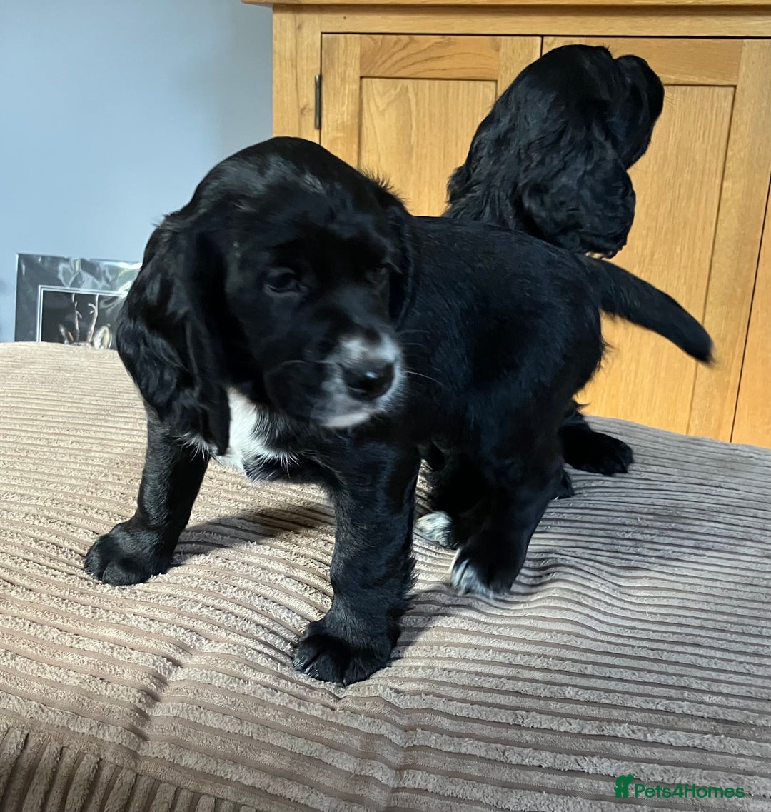 Cocker Spaniel dogs for sale: Working cocker spaniel pups  - Image 4