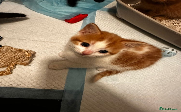 Domestic Shorthair cats - Advert 1