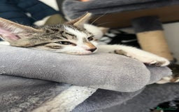 Mixed Breed cats for sale: Ready! Snow Bengal/Seal Lynx X Kittens  - Image 12