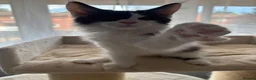 Maine Coon cats for sale: Maine Coon Kittens – GCCF Registered  Boys - Advert 7