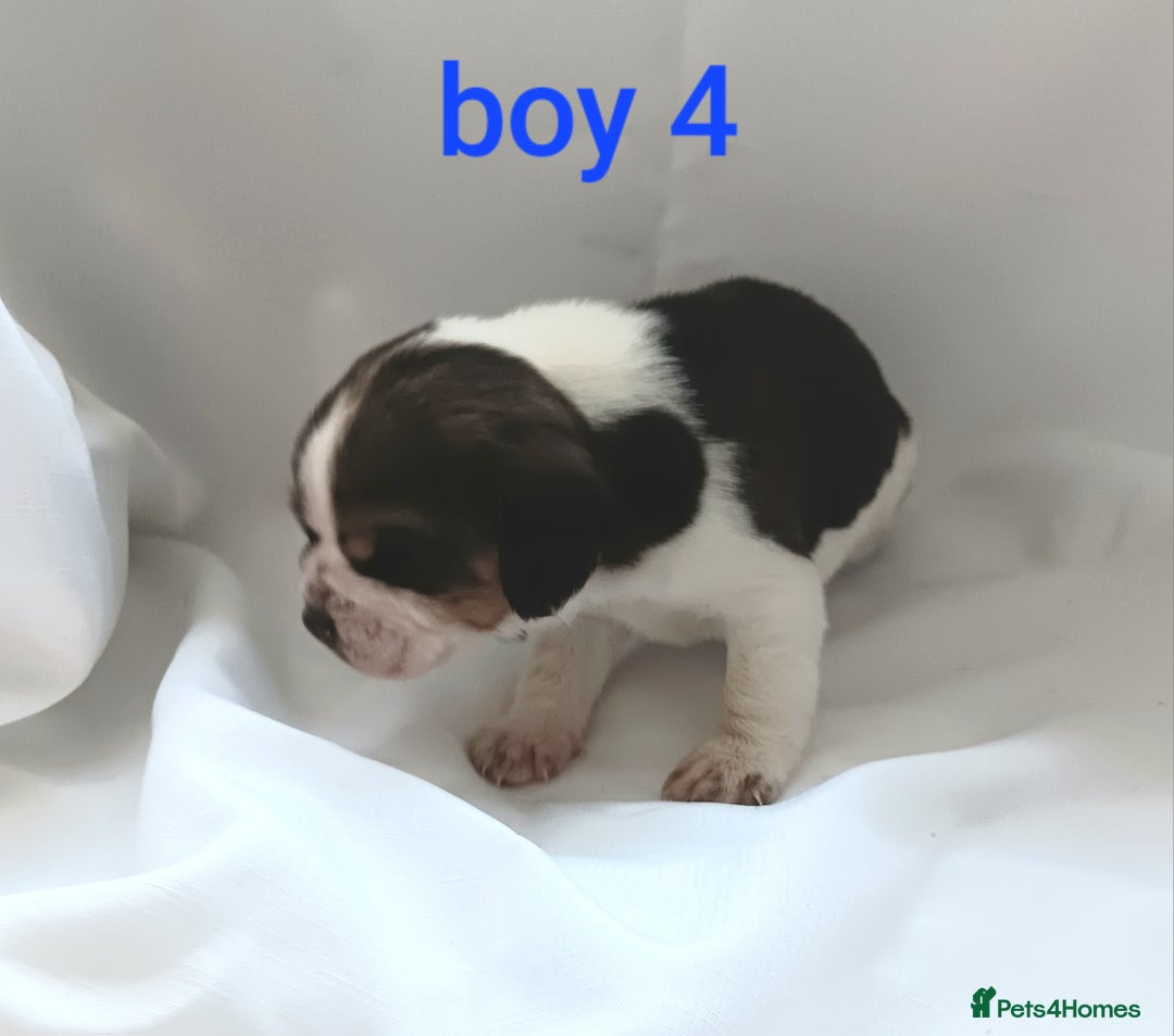 Beagle dogs for sale: Beautiful puppies Available - Image 8
