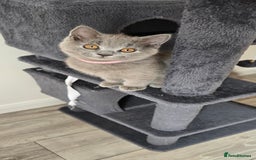 British Shorthair cats for sale: British Blue Shorthair - Image 6