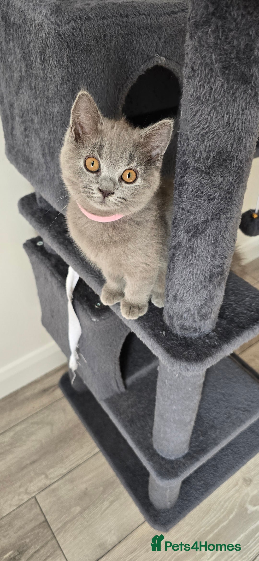 British Shorthair cats for sale: British Blue Shorthair - Image 6