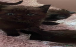 Ragdoll cats for sale: Ragdoll mix - Image 5