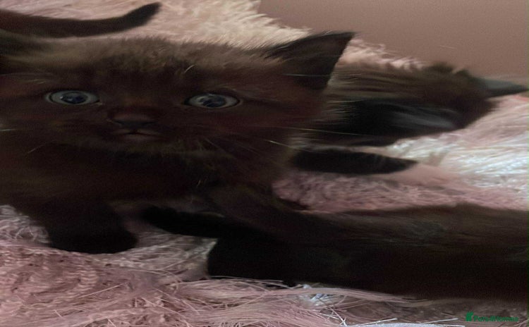 Ragdoll cats - Advert 14