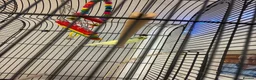 Mixed Breed birds for sale: Budgie in Sheffield - Advert 1