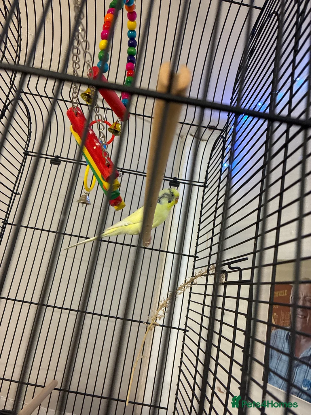Mixed Breed birds for sale: Budgie in Sheffield - Advert 1