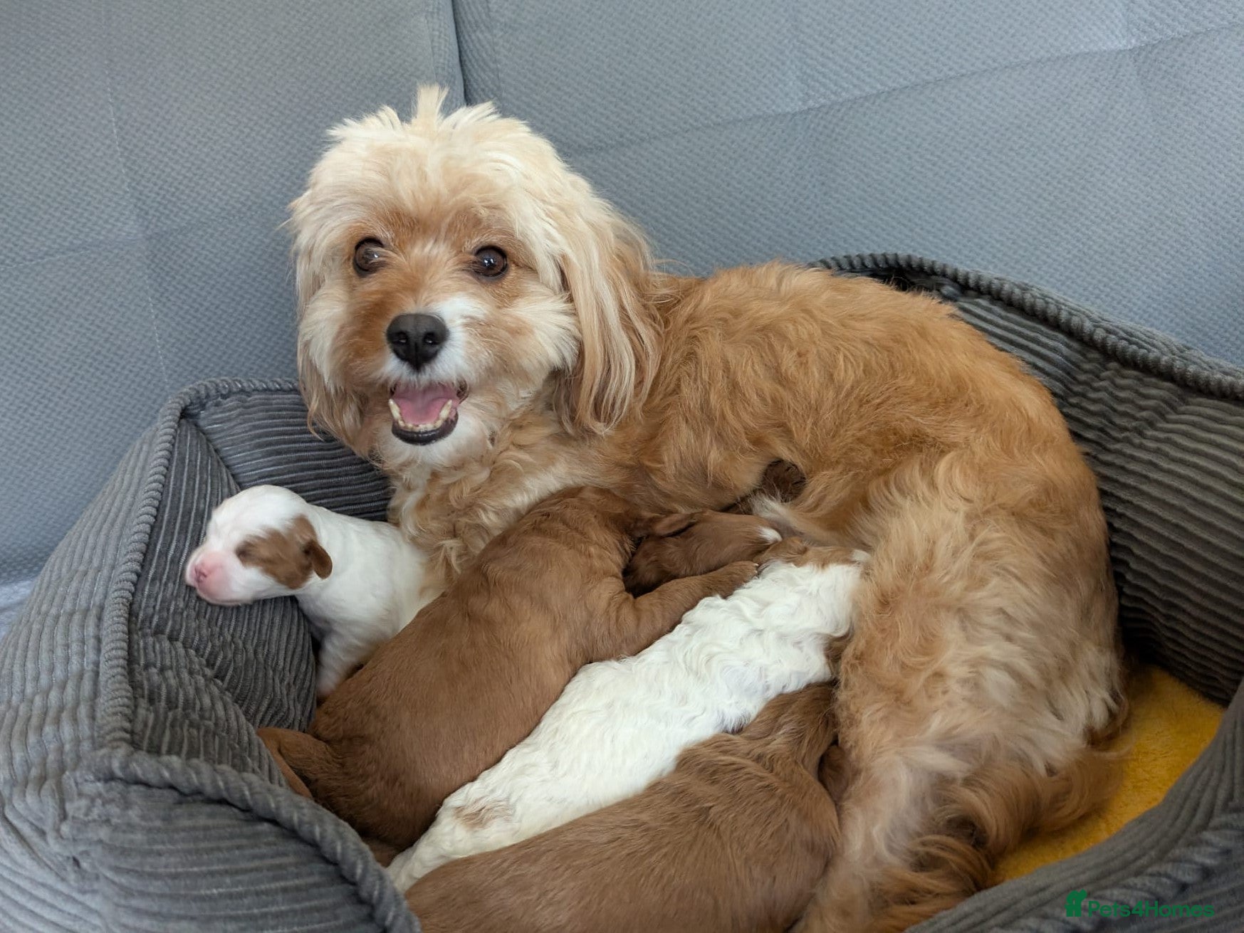 Cavapoo dogs Adorable Cavapoo Puppies From Licensed Breeder - Advert 2