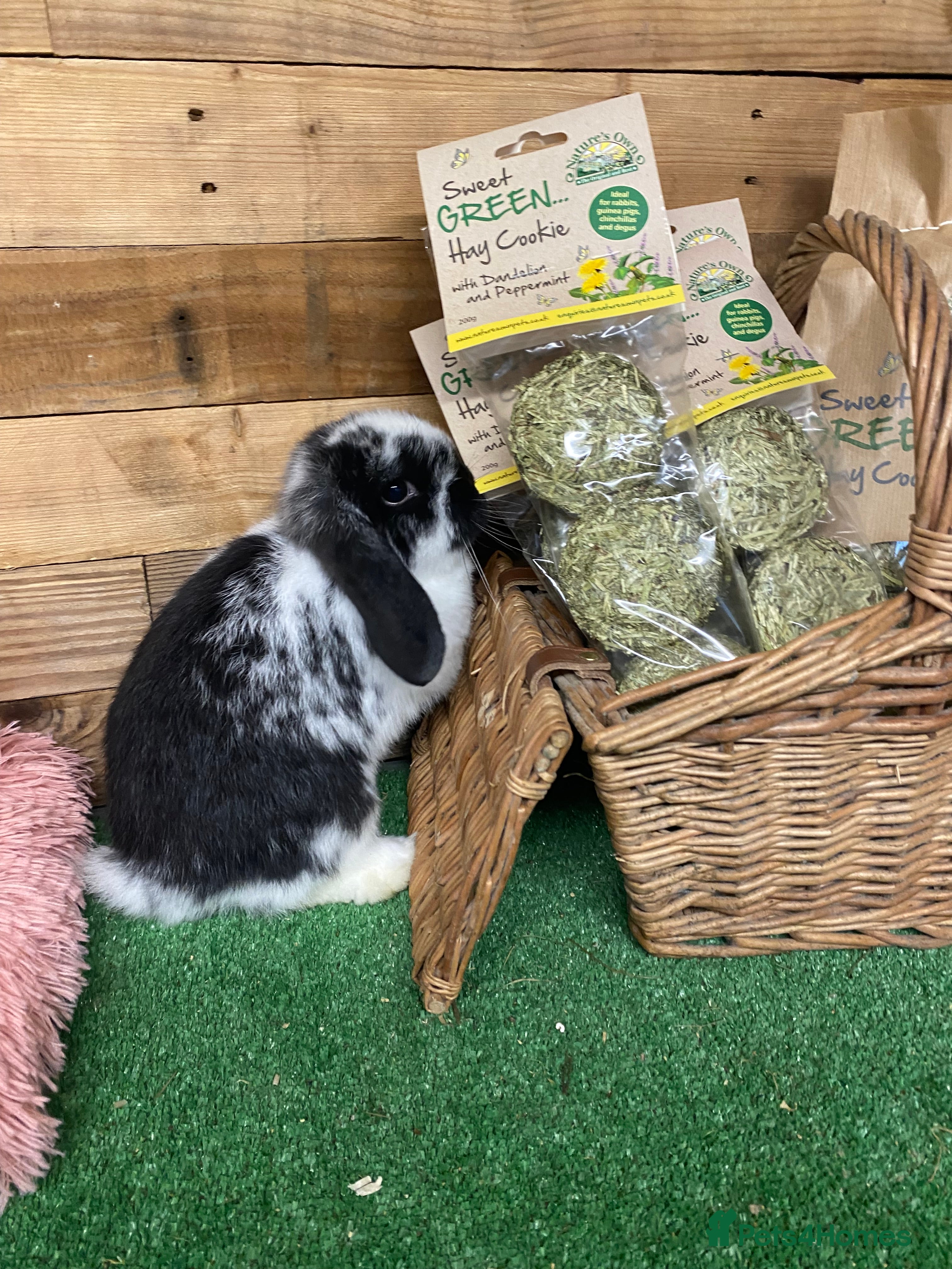 Mini Lop rabbits Purebred Baby Mini Lops - 1 buck remaining - Advert 16