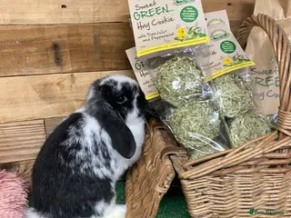 Mini Lop rabbits Purebred Baby Mini Lops - 1 buck remaining - Advert 16