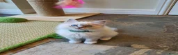Ragdoll cats for sale: 💖Very Beautiful GCCF Registered Ragdoll Kittens. - Advert 34