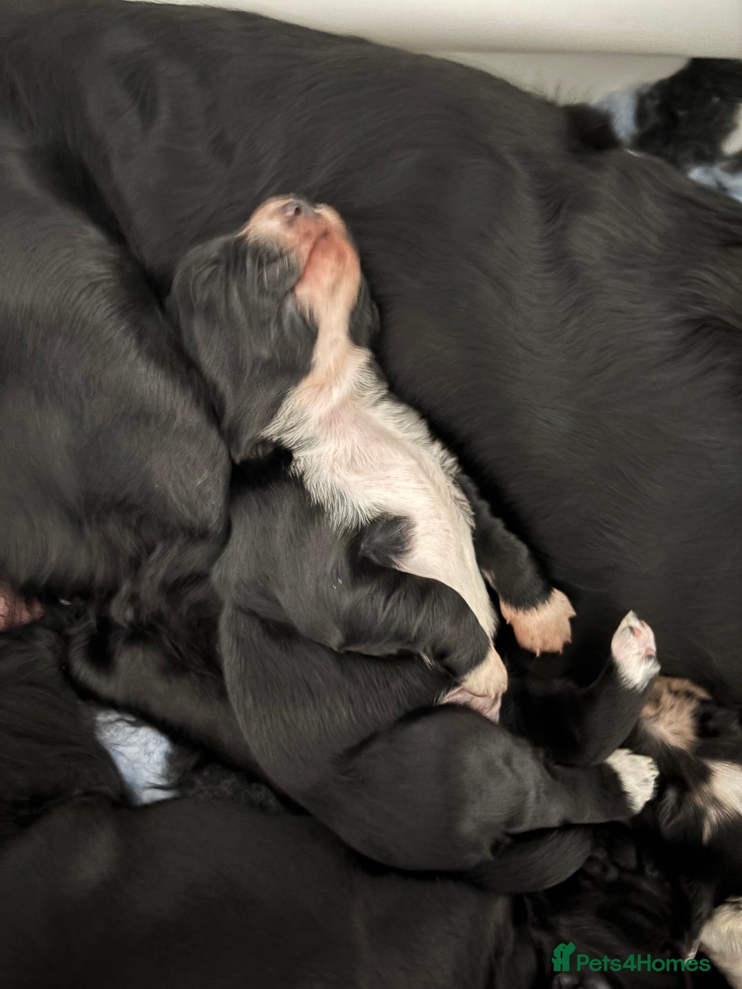 Cocker Spaniel dogs for sale: Cocker spaniel boys  - Advert 12