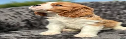 Cavalier King Charles Spaniel dogs for sale: Extensively health tested cavalier puppies  - Advert 7