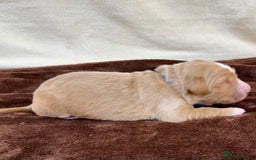 Double Doodle dogs for sale: Stunning Double Doodle Puppies  - Image 14