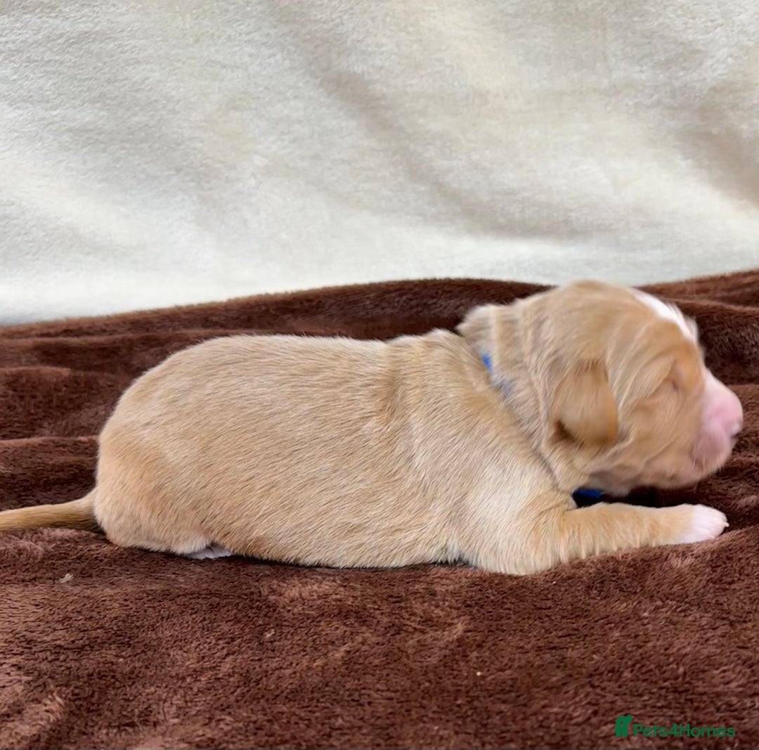 Double Doodle dogs for sale: Stunning Double Doodle Puppies  - Image 14