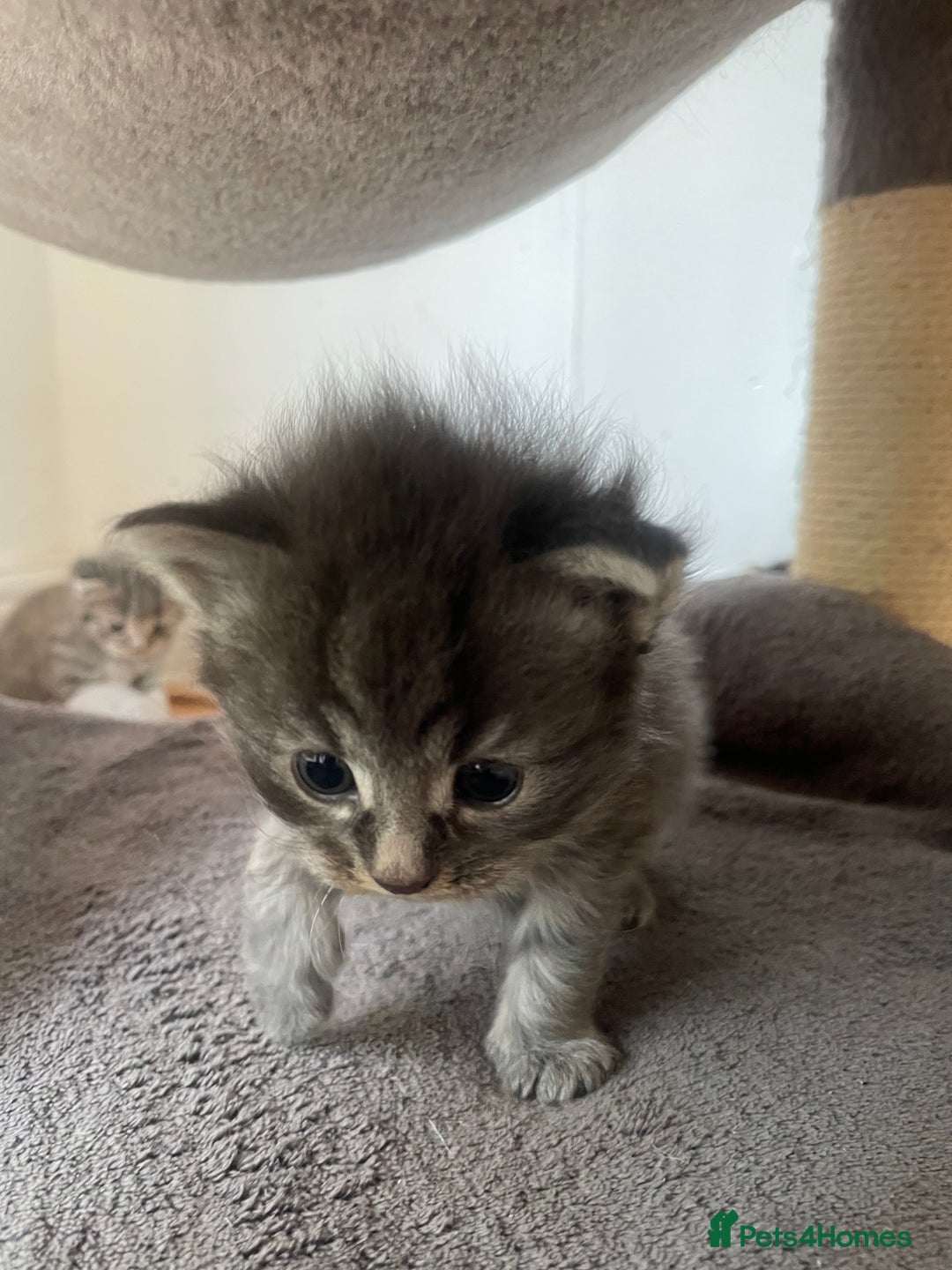 Egyptian Mau cats for sale: Egyptian mau kittens  - Image 10