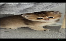 Scottish Fold cats for sale: Scottish Fold Kittens – Ready for New Homes  - Image 16