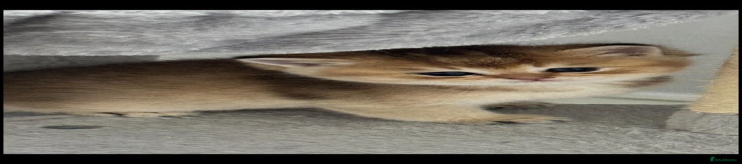 Scottish Fold Kitten 2