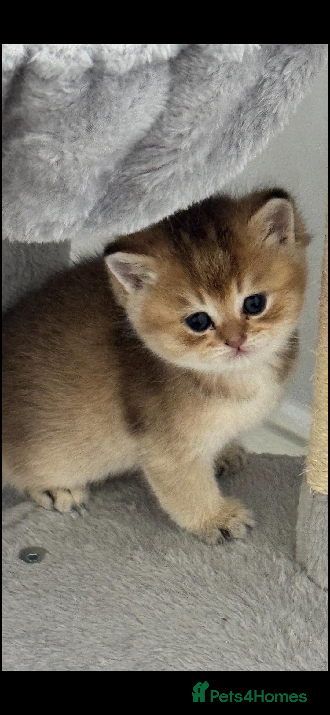 Scottish Fold cats for sale: Scottish Fold Kittens – Ready for New Homes  - Image 16