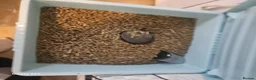 Lionhead rabbits for sale: Black lion head  in Godalming - Advert 7