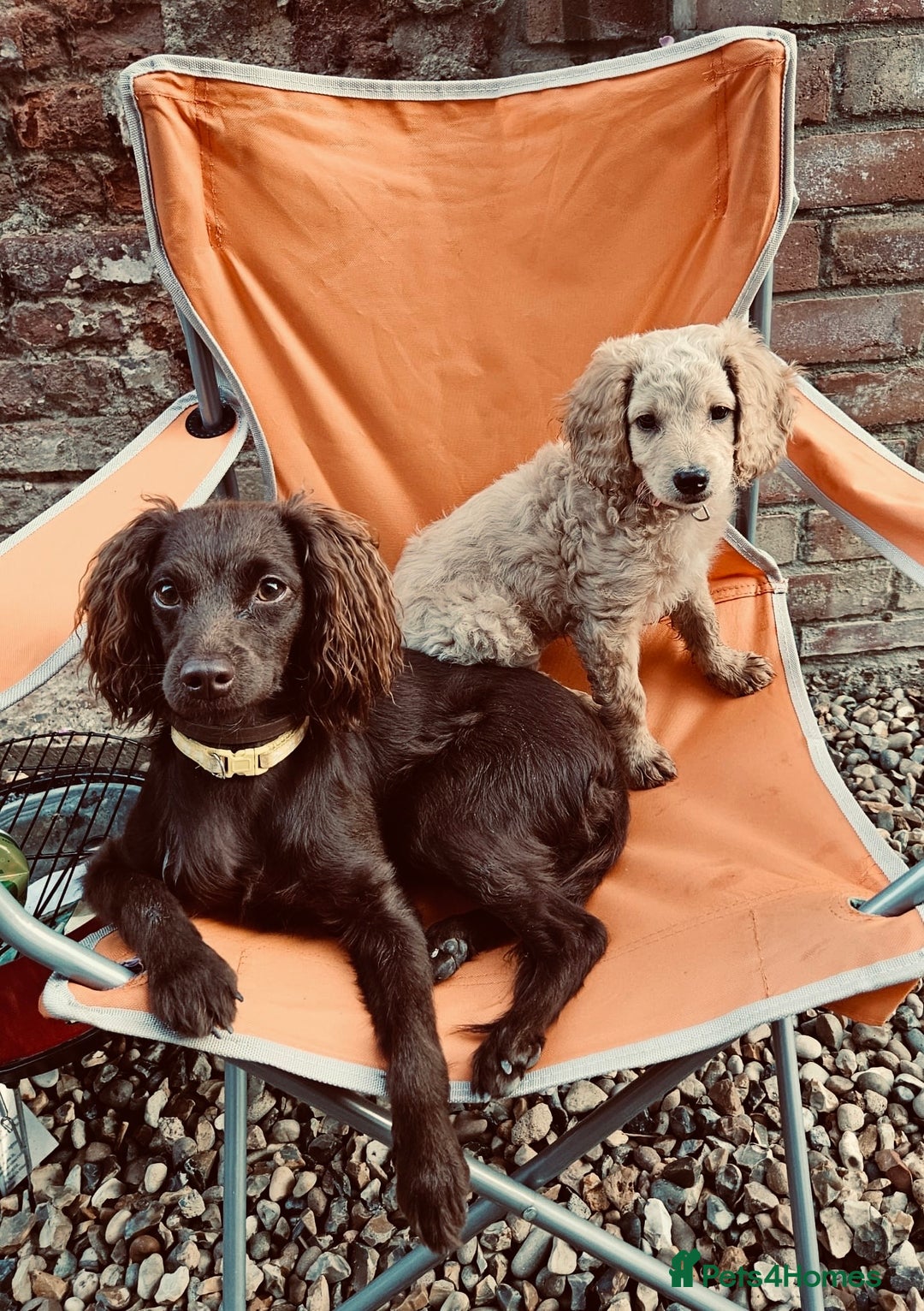 Cocker Spaniel dogs for sale: working line cocker spaniel  - Image 3