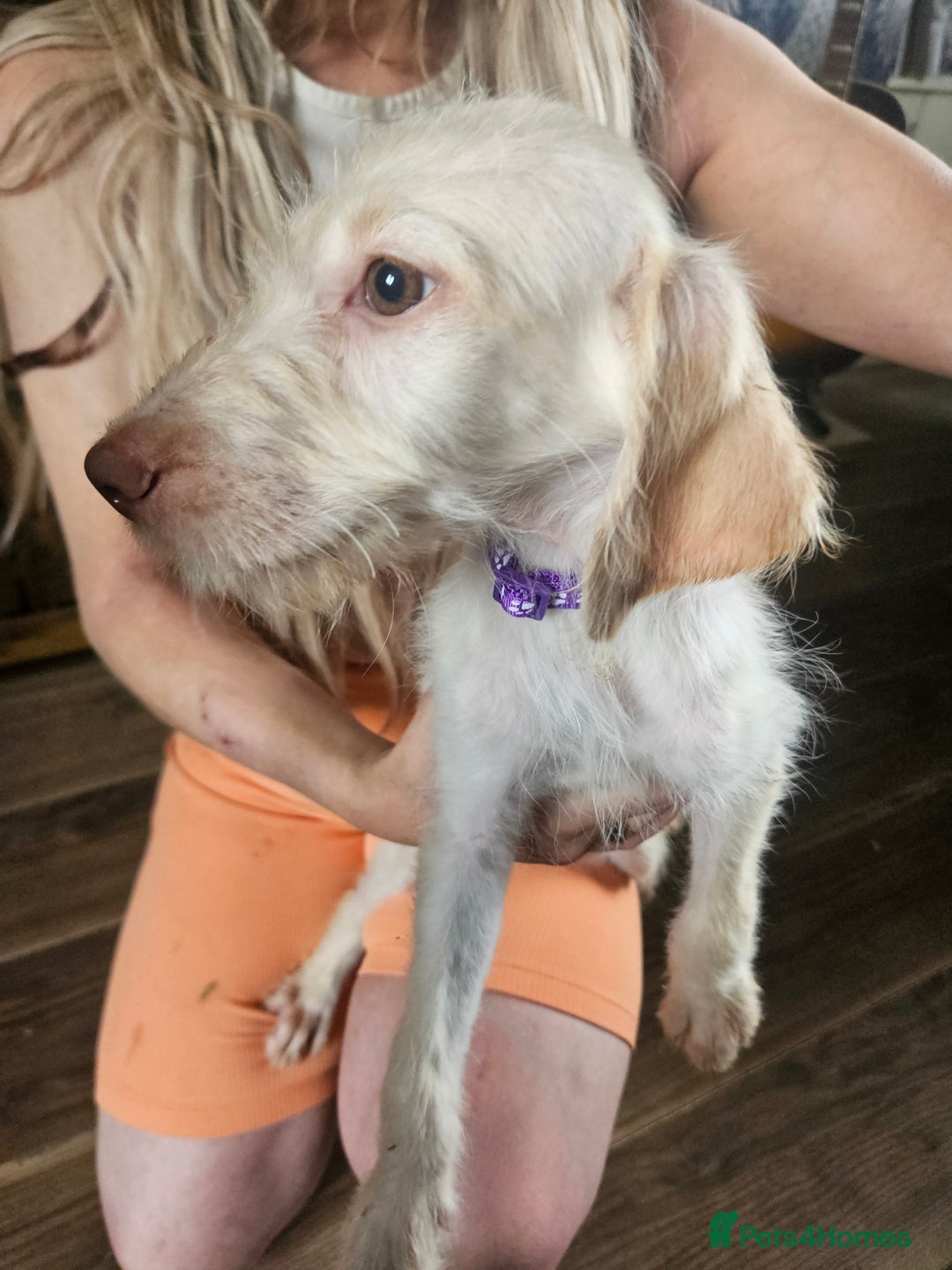 Labradoodle dogs for sale: 8 standard labradoodles, 1 left, beautiful pups in Stourbridge - Image 21