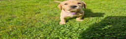 Labrador Retriever dogs for stud: Fox red stud dog  - Advert 15