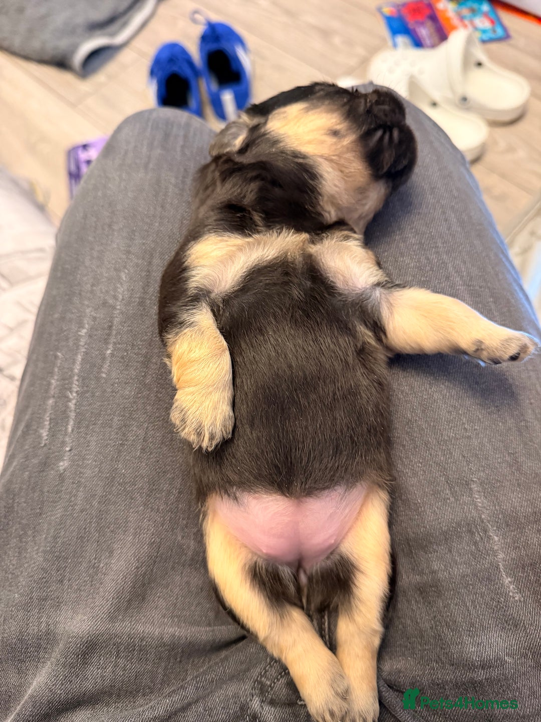 French Bulldog dogs for sale: Visual Fluffy French Bulldog Puppys - Advert 10