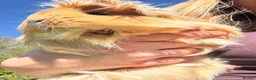 Guinea Pig rodents for sale: 3 female guinea pigs for sale (set up included) - Advert 6