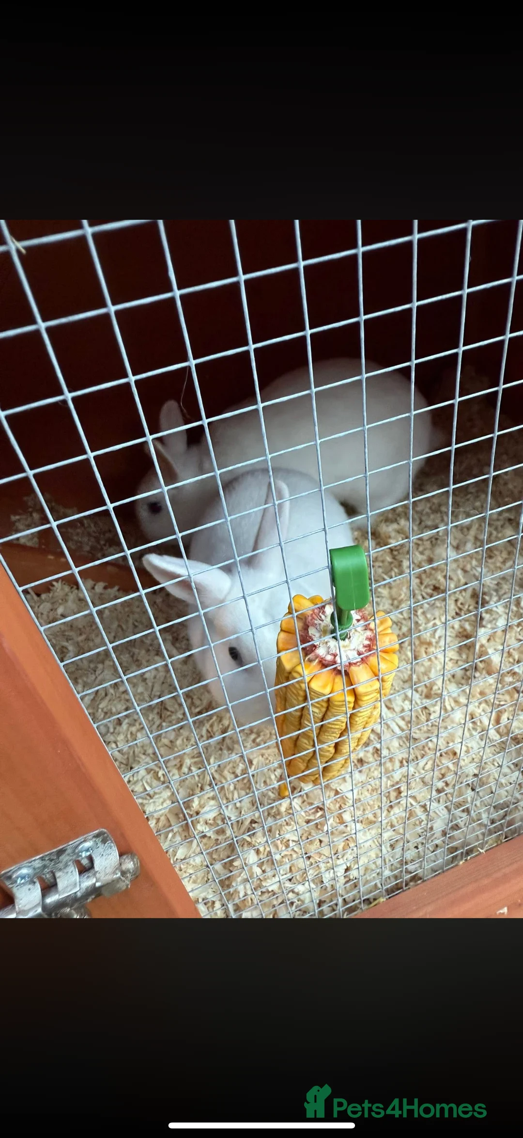 Mixed Breed rabbits for sale: Two sister rabbit  - Advert 4