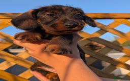 Dachshund dogs for sale: KC Register Standard Wirehaired Dachshund Puppies in Lincoln - Image 6