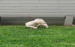 Golden Retriever dogs for stud: 5th Generation KC Registered TOO GOOD TO MISS STUD - Image 10